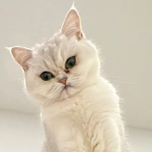 Meet your Posher, Mackenzie